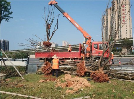 園林綠化公司加大對苗木養(yǎng)護(hù)安全監(jiān)管工作